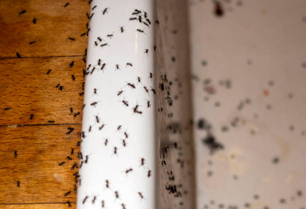 Best Termite Control Services  in West Mayfield, PA