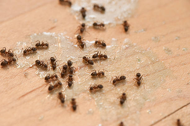 Best Ant Control Services  in West Mayfield, PA