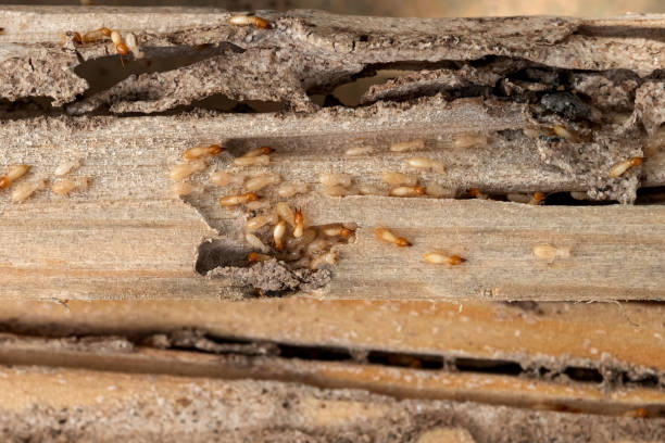 Best Cockroach Control Services  in West Mayfield, PA