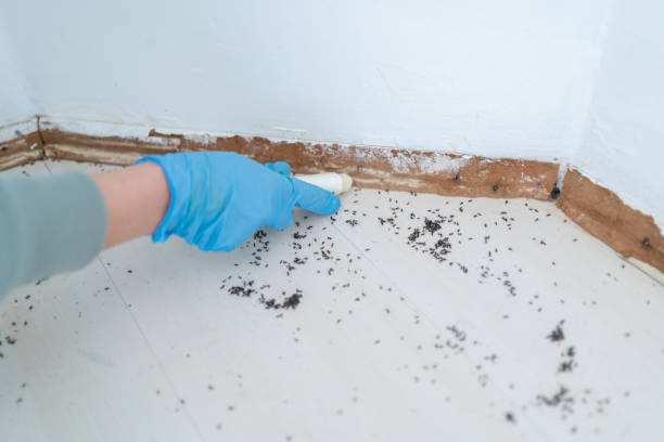 Best Flea Control Services  in West Mayfield, PA